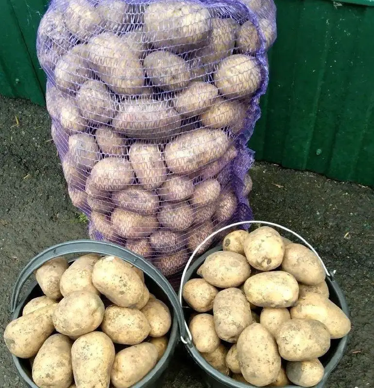 Продам домашний картофель без химии - Барахолка в Чебоксары