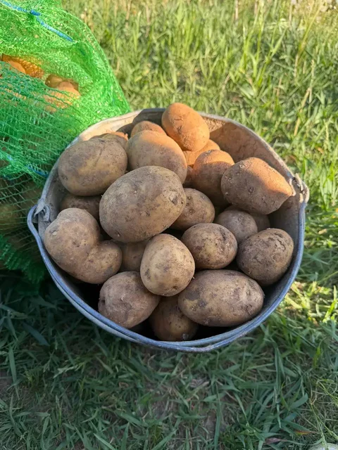 Продажа картошки сорт Гала - Барахолка в Чебоксары