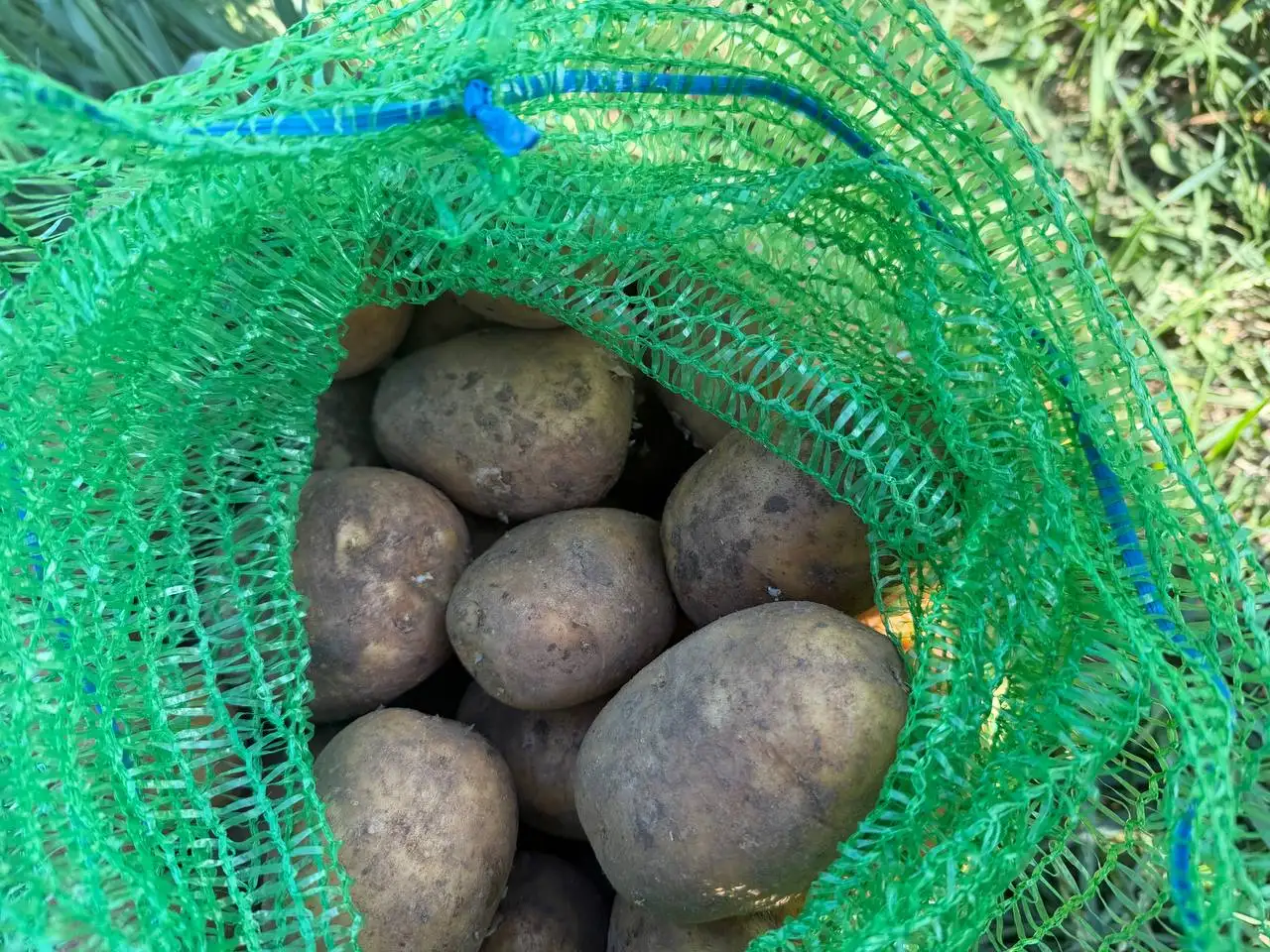 Продажа картошки сорт Гала - Продукты (Барахолка) в Чебоксары