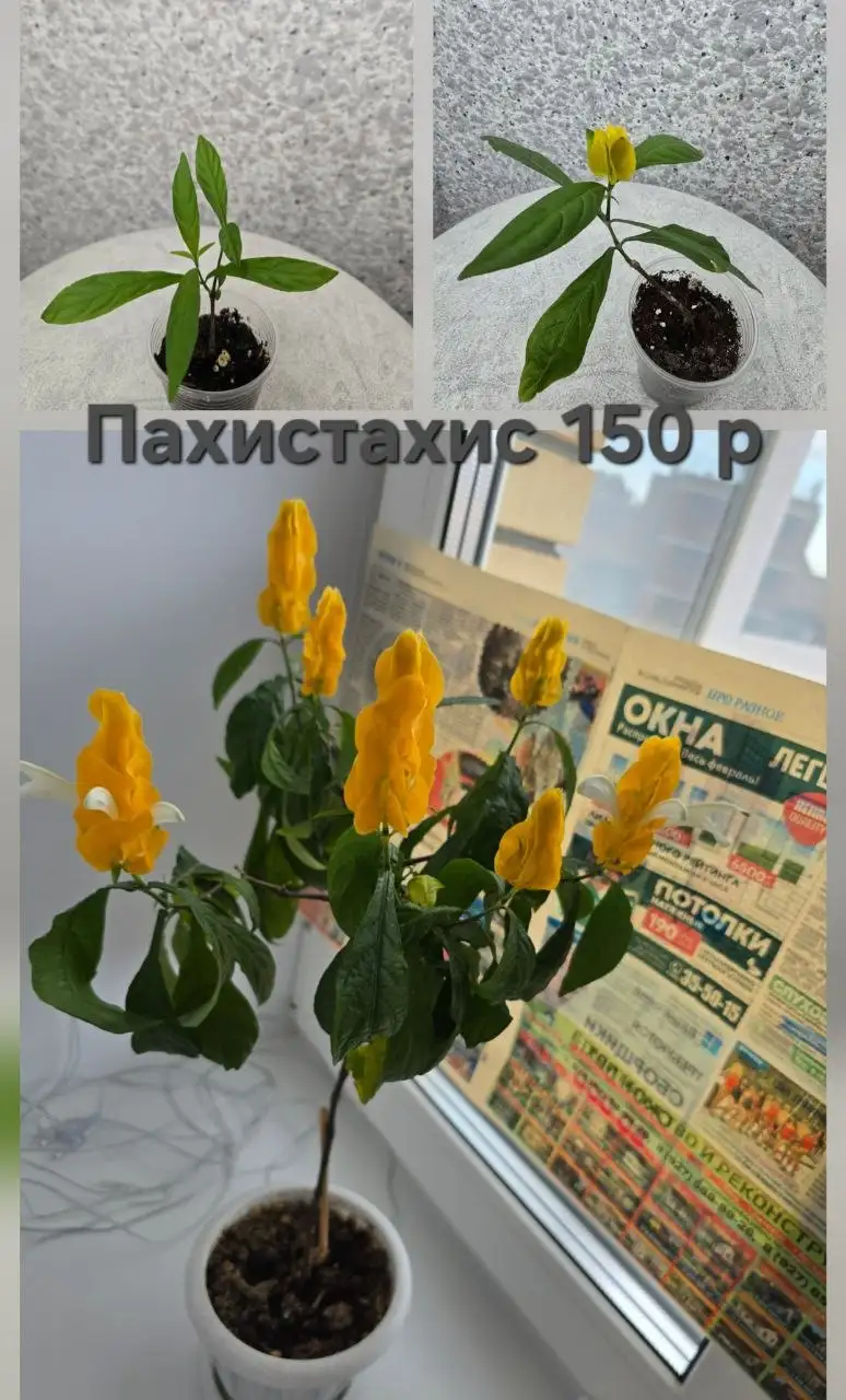 Продажа укорененных черенков - null (Для дома и дачи) в Чебоксары