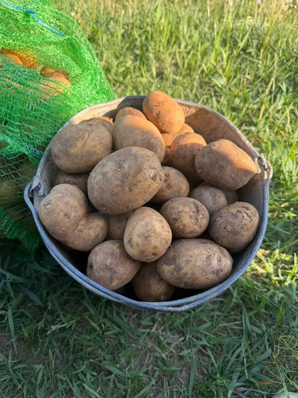 Продаю картошку сорт Гала - Барахолка в Чебоксары