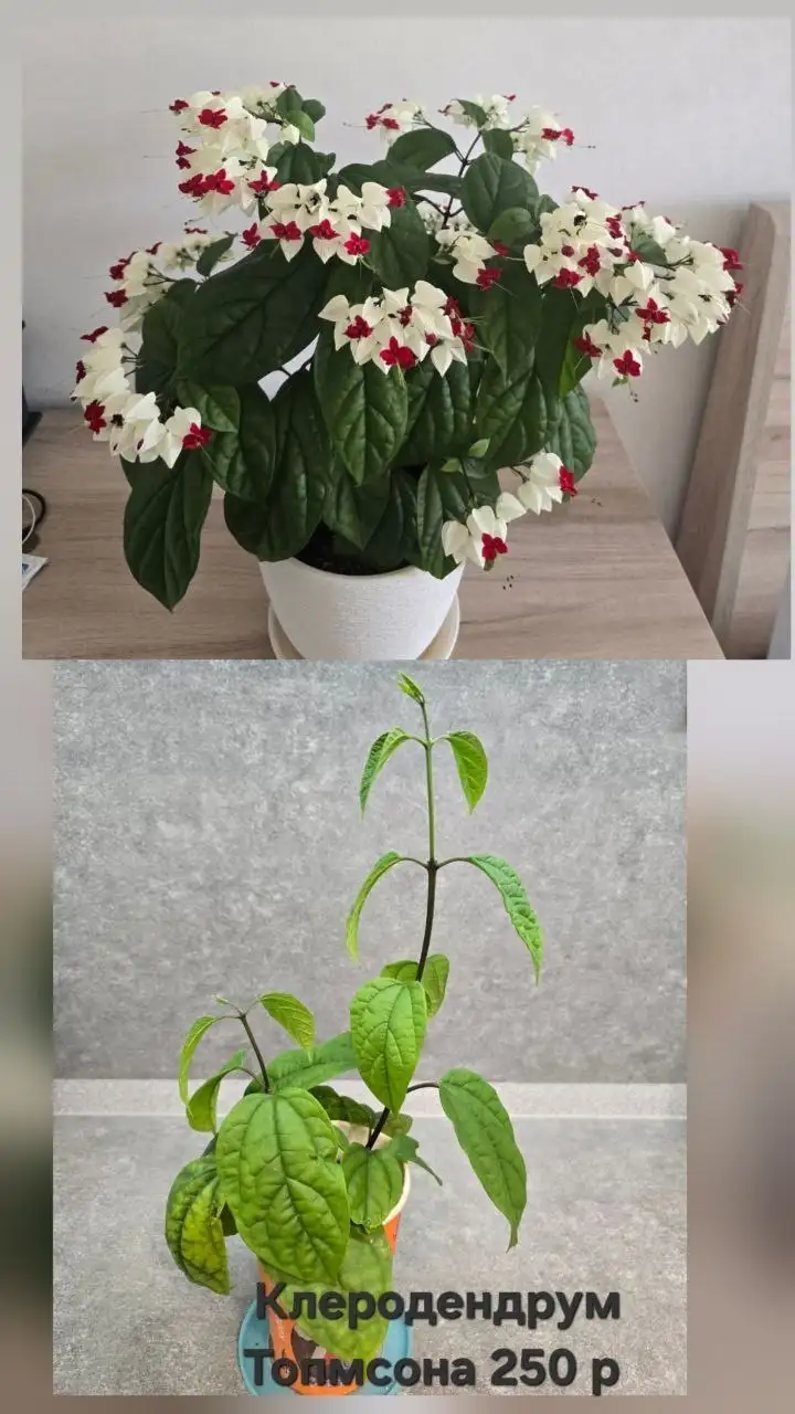Продажа укорененных черенков цветов - Растения (Хобби и отдых) в Чебоксары