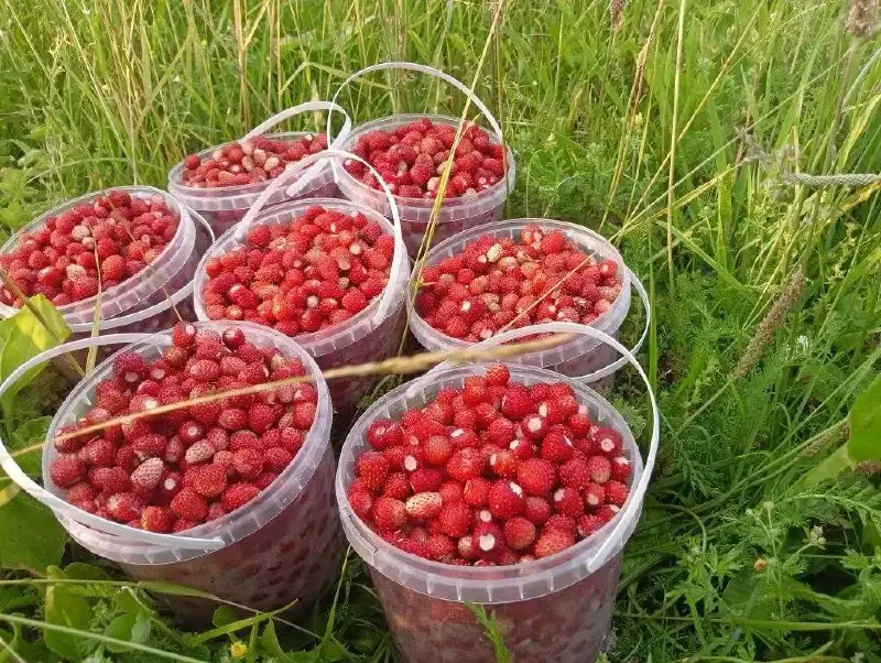 Продажа лесной земляники - Ягоды (Продукты питания) в Чебоксары