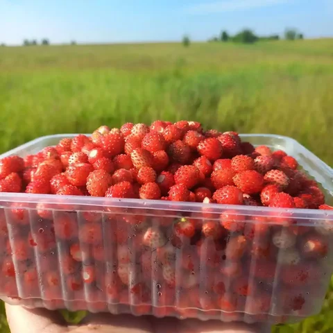Земляника свежая - Бассейны и аксессуары в Чебоксары