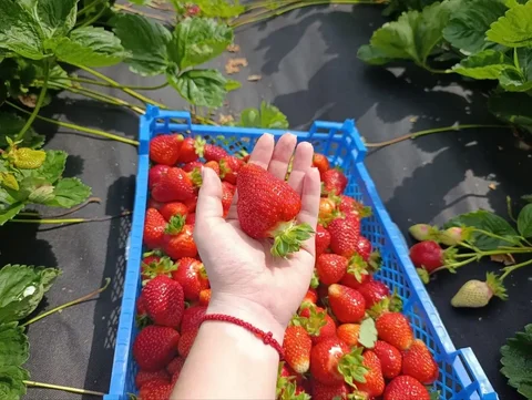 Продажа свежей клубники - Фрукты, ягоды и овощи в Чебоксары