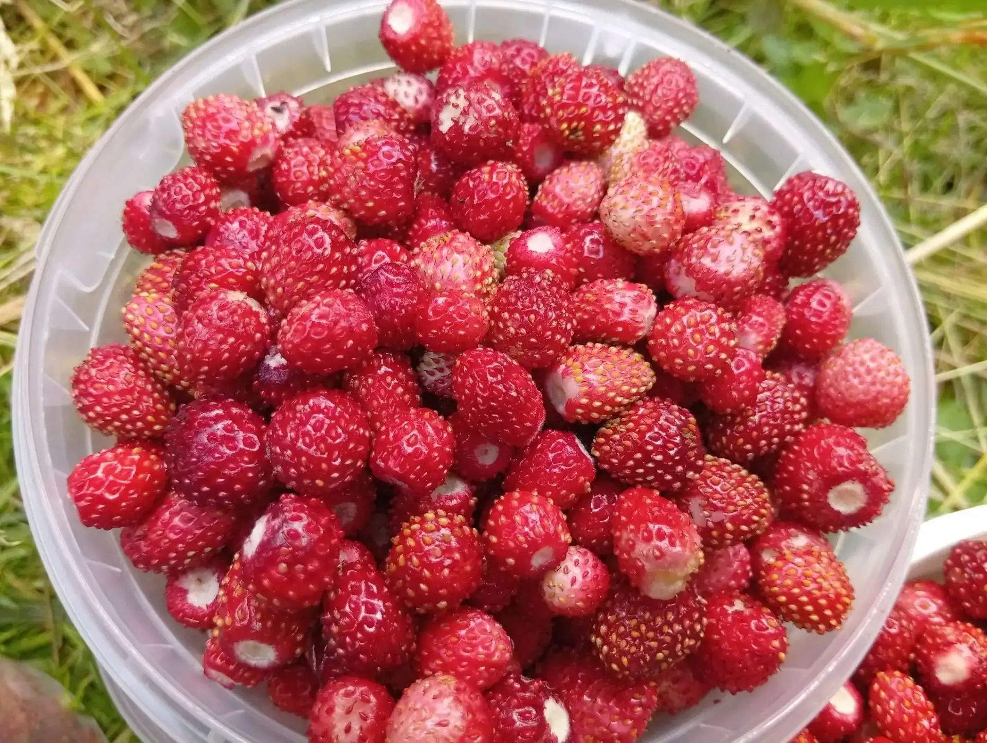 Земляника, 700 руб./кг - Продукты (Барахолка) в Чебоксары