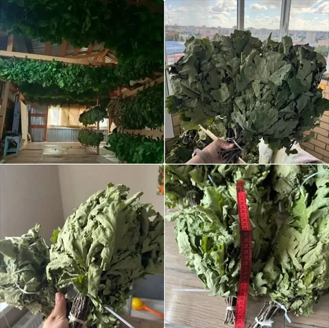 Дубовые веники - Коллекционные товары в Чебоксары