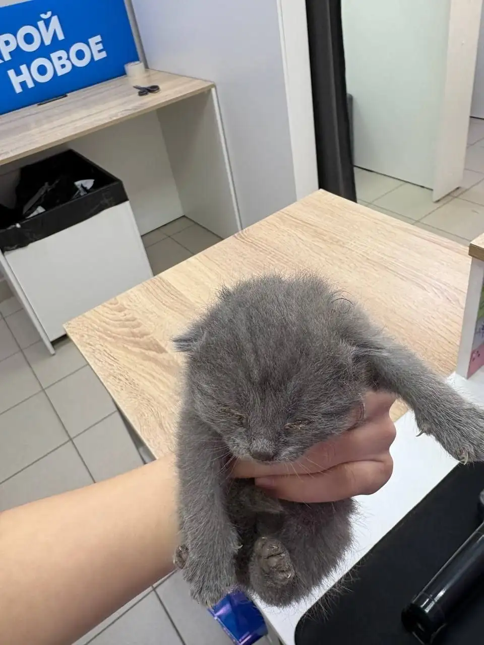 Котята в дар - Кошки (Животные) в Чебоксары