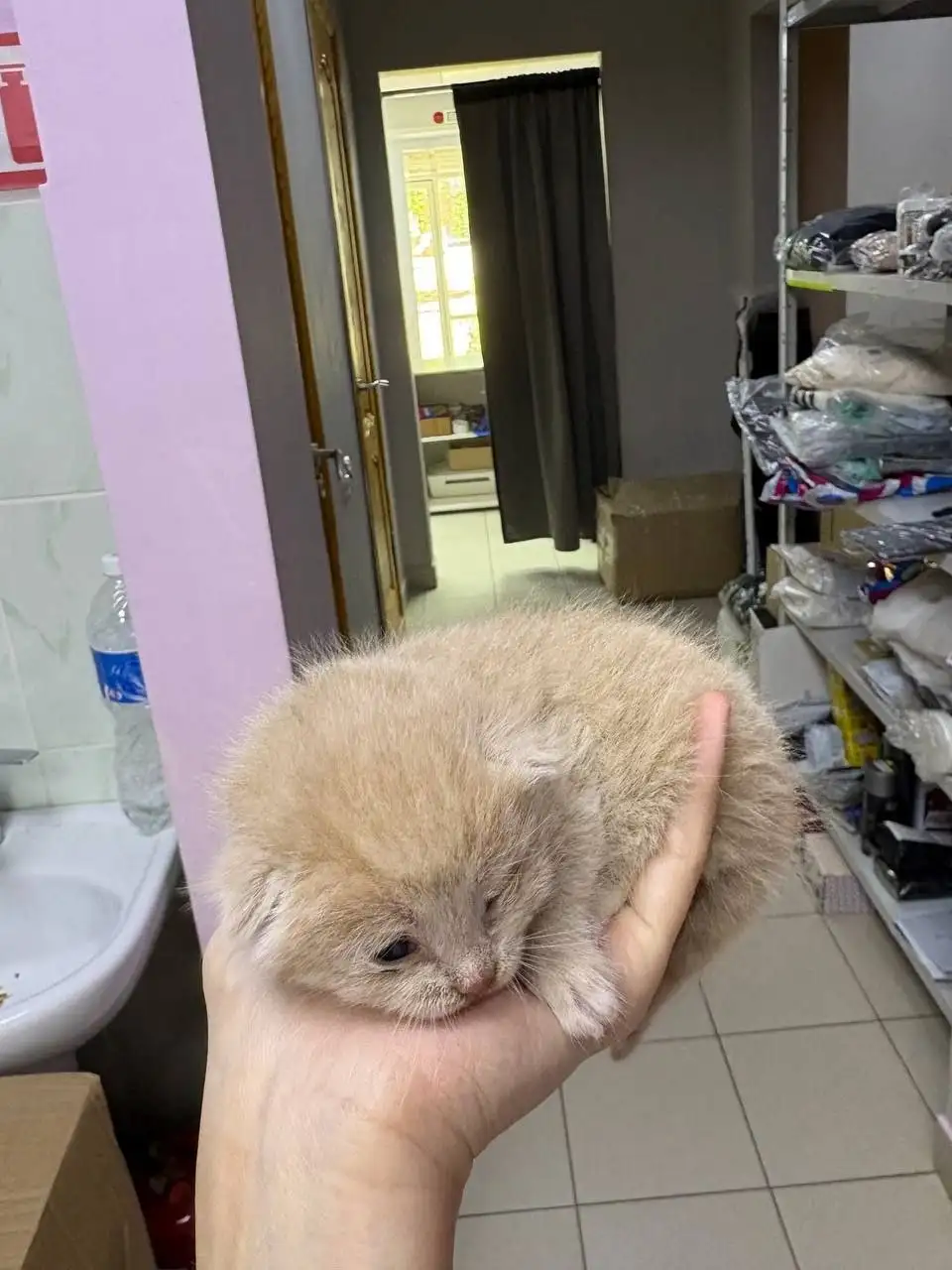 Котята в дар - Кошки (Животные) в Чебоксары