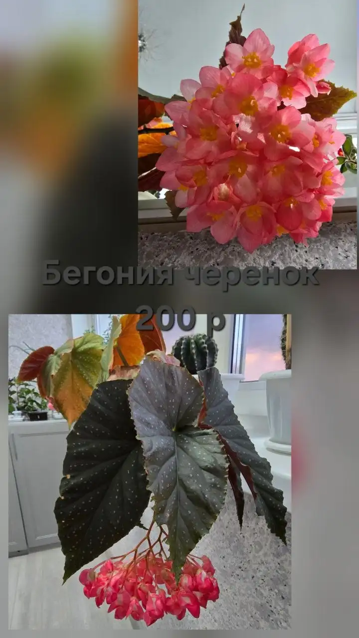 Черенки комнатных цветов - Барахолка в Чебоксары