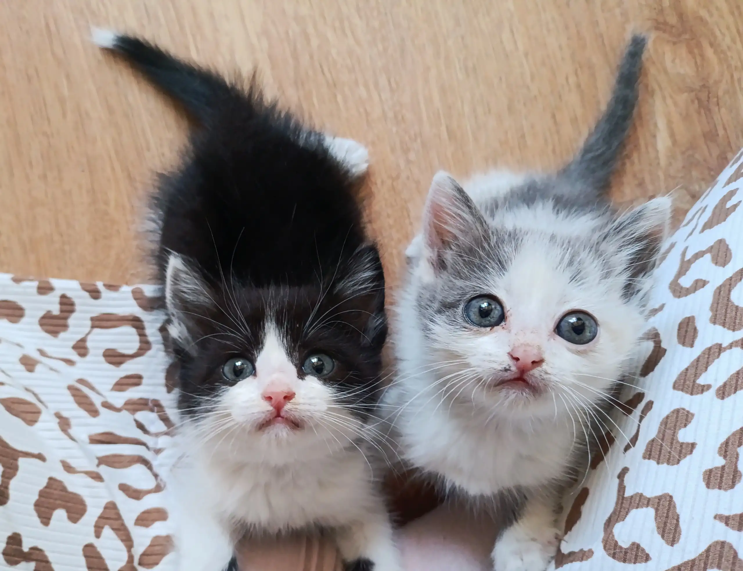 Ищут дом котята 1 месяц - Кошки (Животные) в Чебоксары
