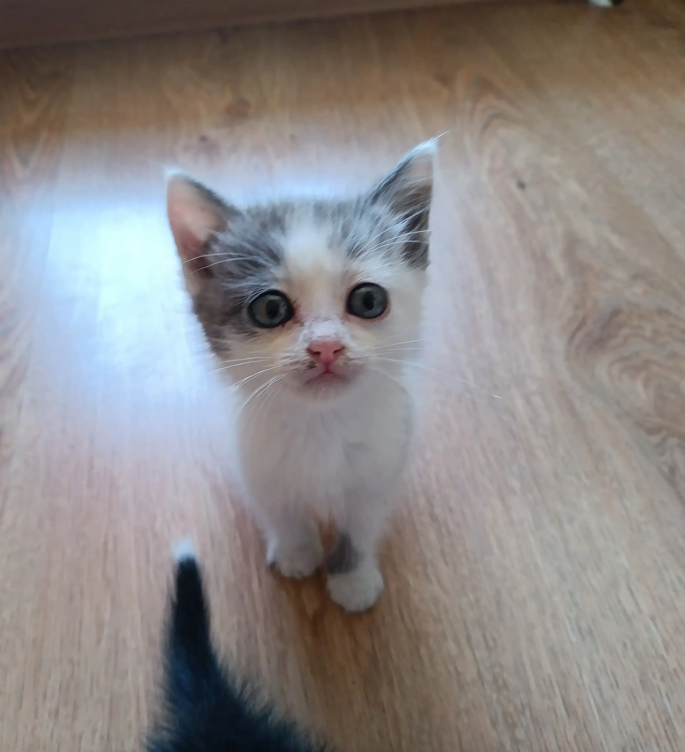 Ищут дом котята 1 месяц - Кошки (Животные) в Чебоксары