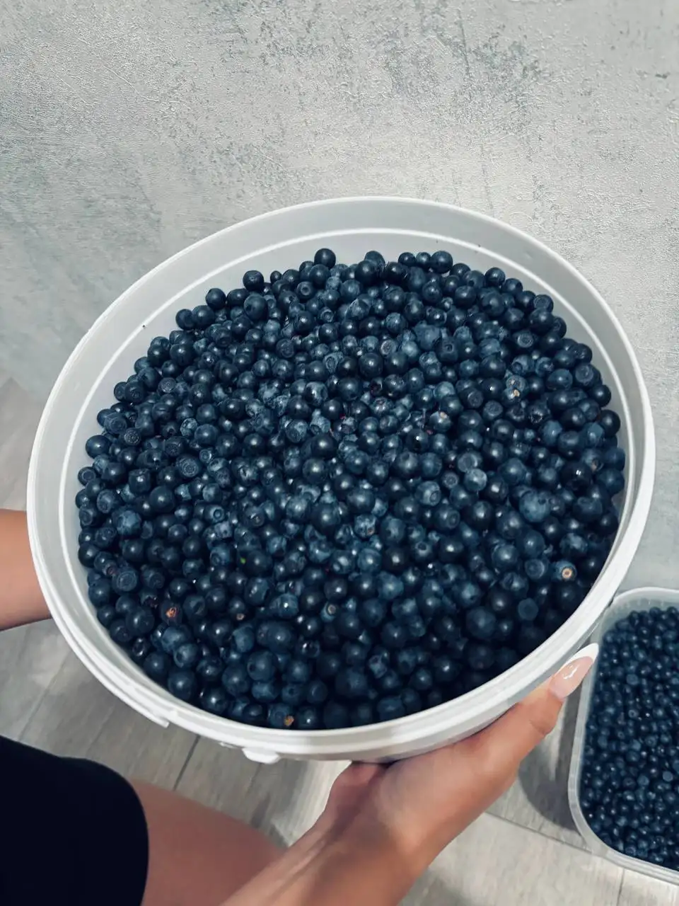 Продажа марийской черники - Ягоды (Барахолка) в Чебоксары