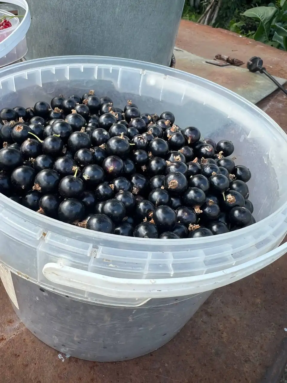 Смородина, крыжовник и вишня для варенья - Продукты питания (Барахолка) в Чебоксары