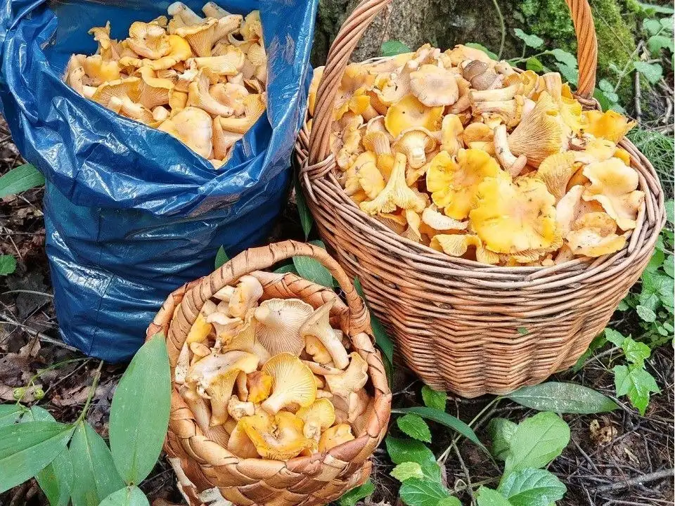 Продам лисички свежие 10 л - Свежие грибы (Барахолка) в Чебоксары
