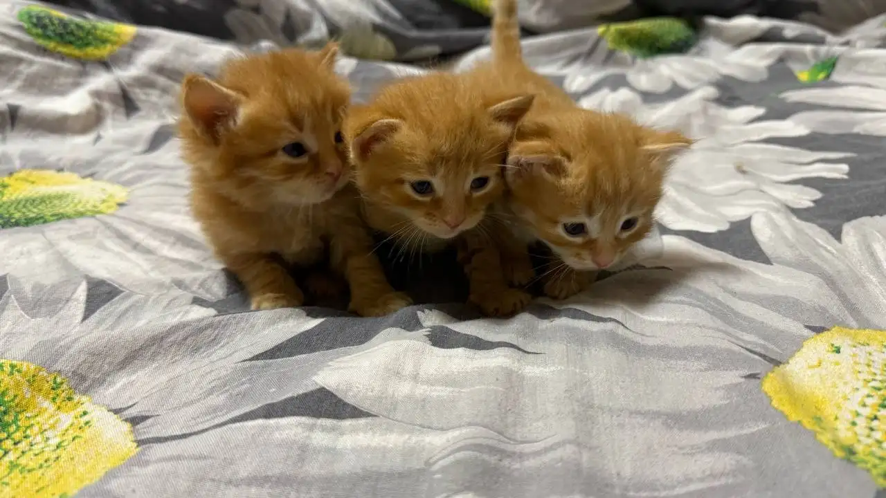 Отдам бесплатно котят - Кошки (Животные) в Чебоксары