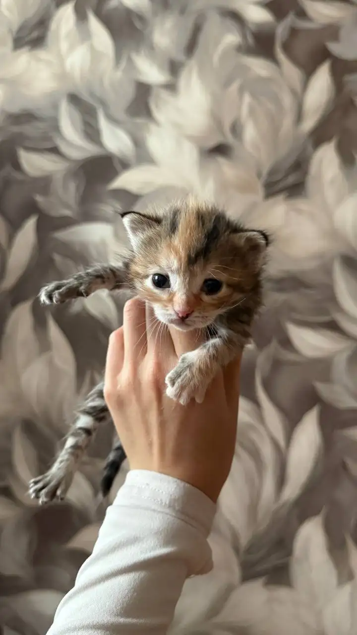 Отдам бесплатно котят - Кошки (Животные) в Чебоксары