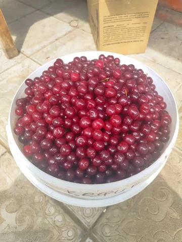 Вишня свежая 10л - Продукты в Чебоксары