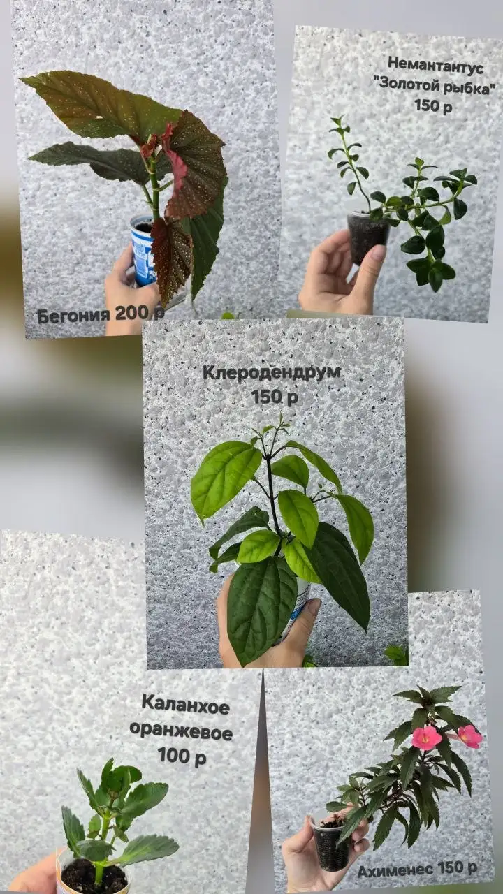 Продажа укорененных черенков комнатных цветов - Барахолка в Чебоксары