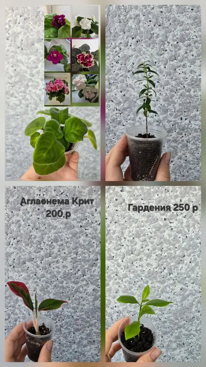 Продажа укорененных черенков комнатных цветов - Барахолка в Чебоксары
