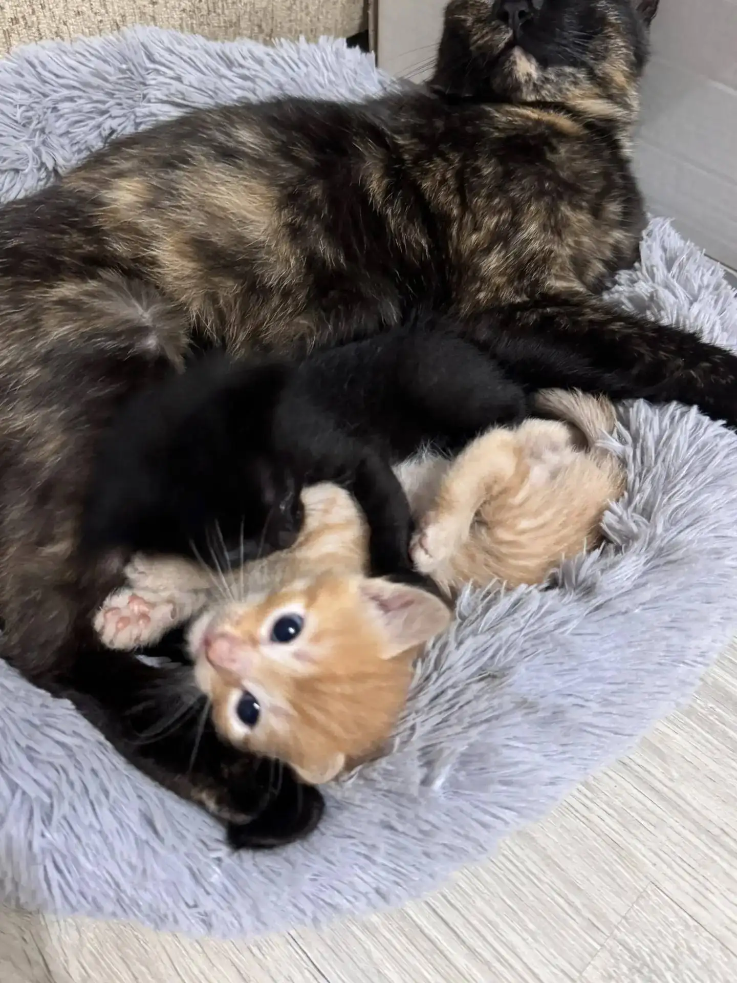 Отдам котят в добрые руки - Кошки (Животные) в Чебоксары