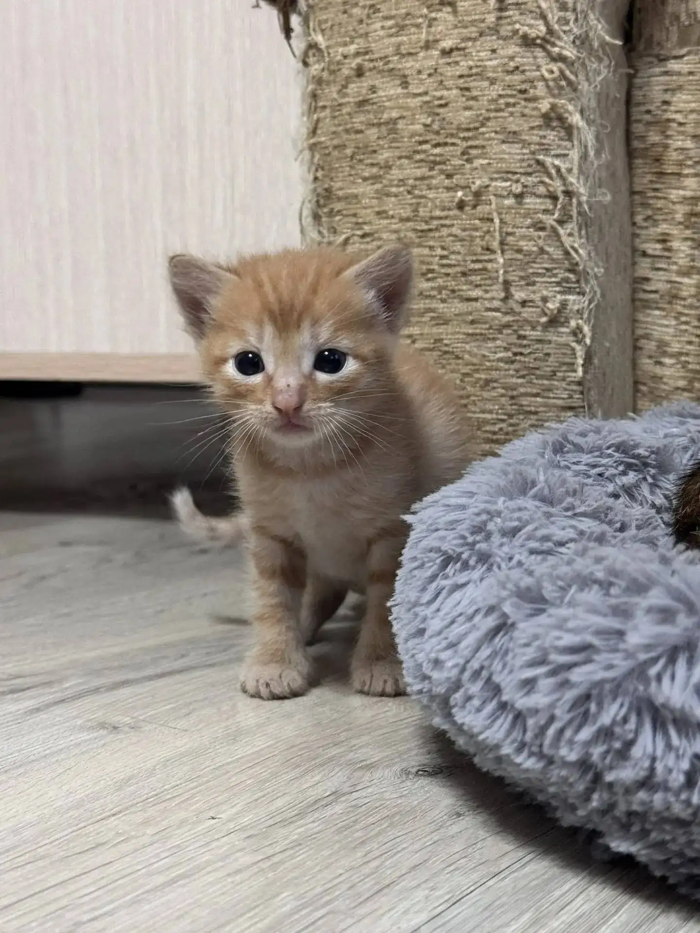 Отдам котят в добрые руки - Кошки (Животные) в Чебоксары