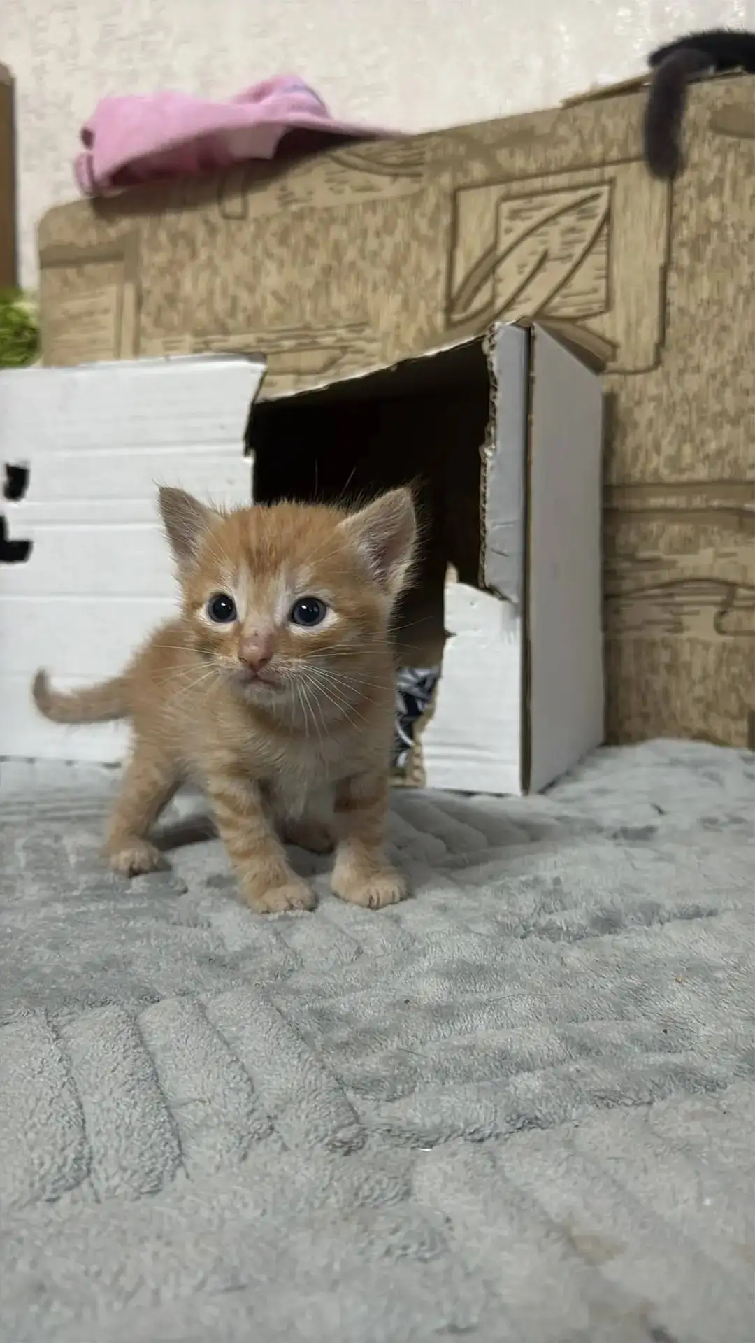 Отдам котят в добрые руки - Кошки (Животные) в Чебоксары