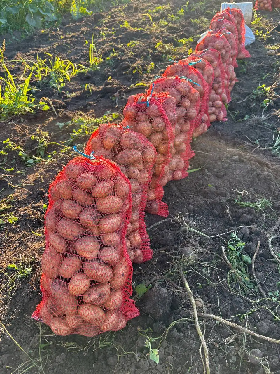 Продаю картофель новый урожай (Гала, Королева Анна) - Овощи и фрукты (Продукты питания) в Неизвестно