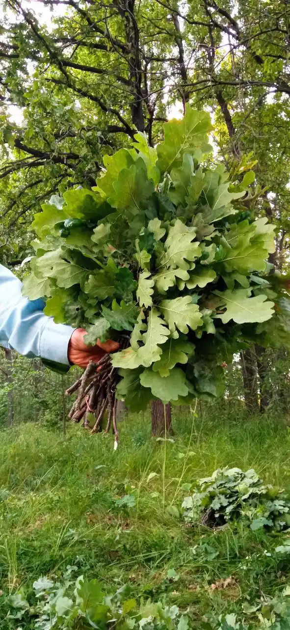 Дубовые веники для бани и сауны