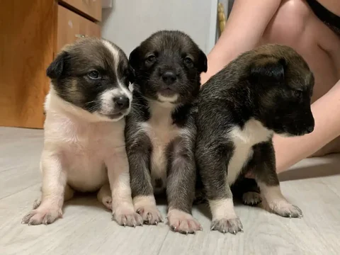 Щенки метизы ищут хозяев - Животные в Чебоксары