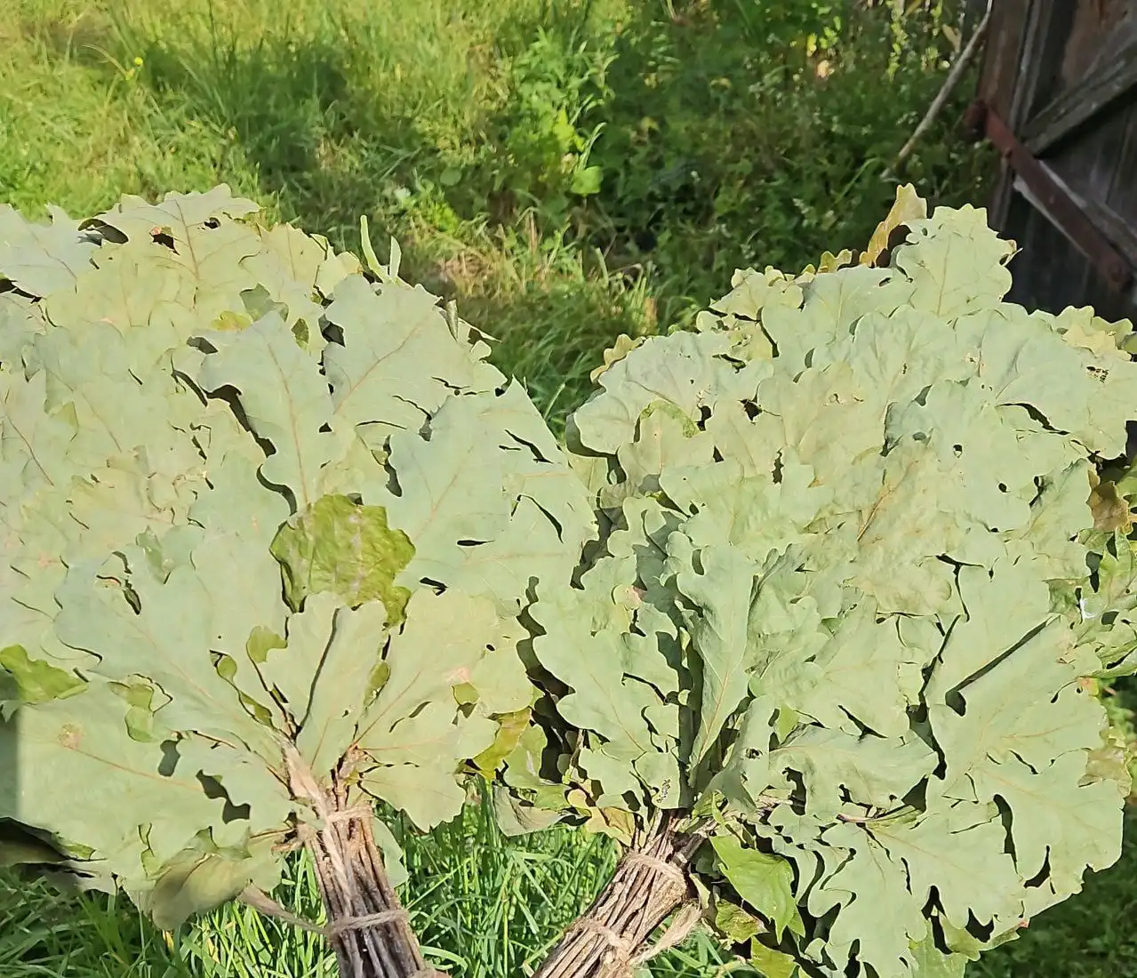 Продажа дубовых веников и липового мёда