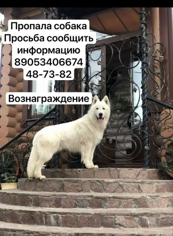 Пропала белая овчарка в Чебоксарах - частное объявление в Чебоксары
