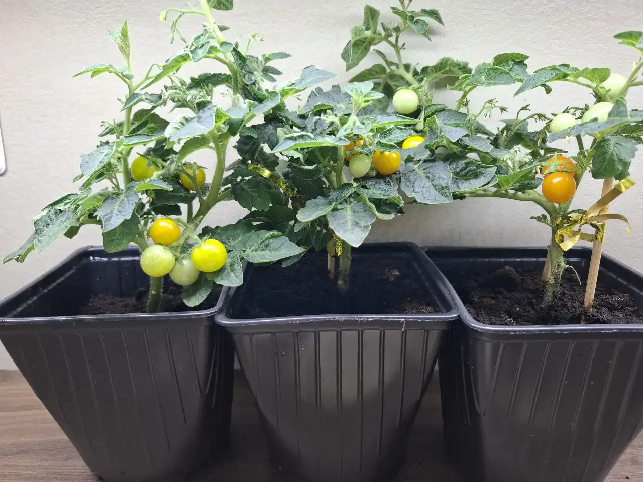 Продажа томатов черри