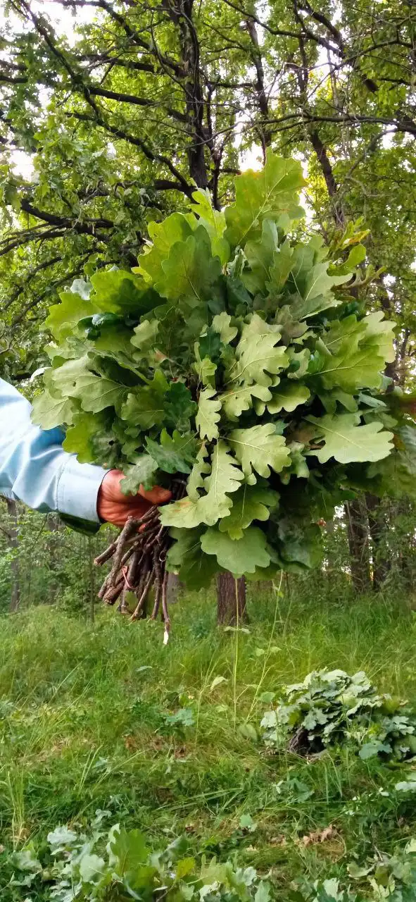 Дубовые веники для бани и сауны