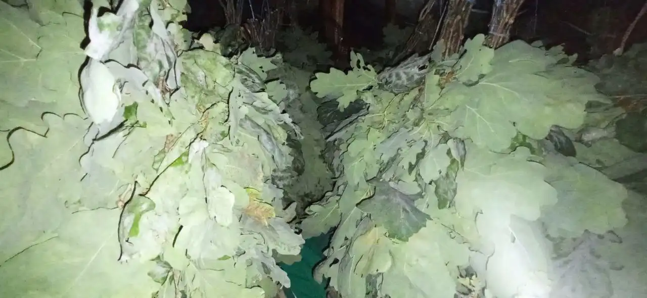 Дубовые веники для бани и сауны