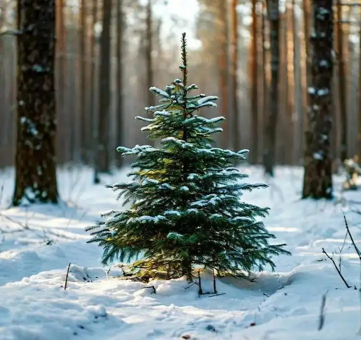 Продажа ёлок с доставкой