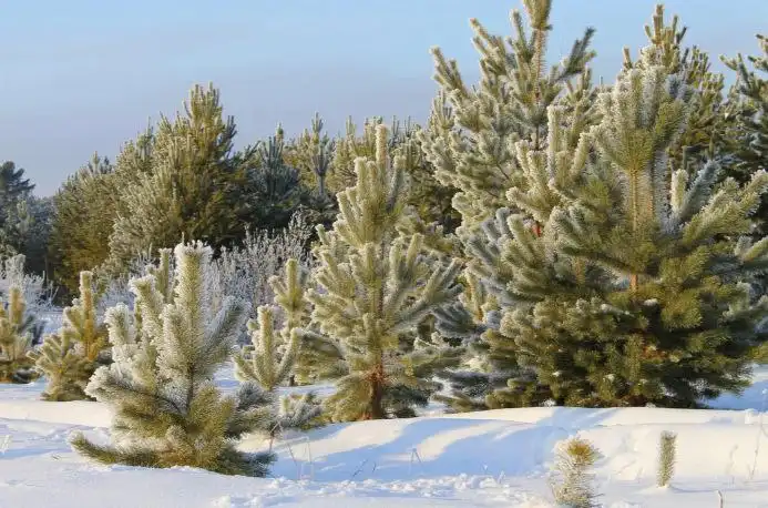 Продажа ёлок с доставкой