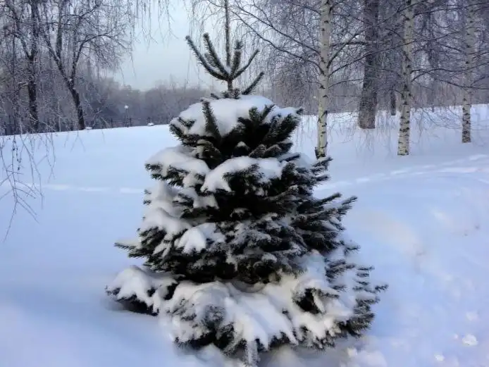 Продажа ёлок с доставкой