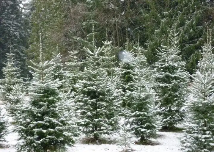 Продажа ёлок по низким ценам