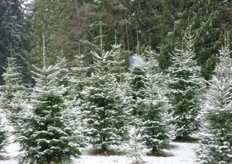 Продажа ёлок по низким ценам - Разное в Чебоксары