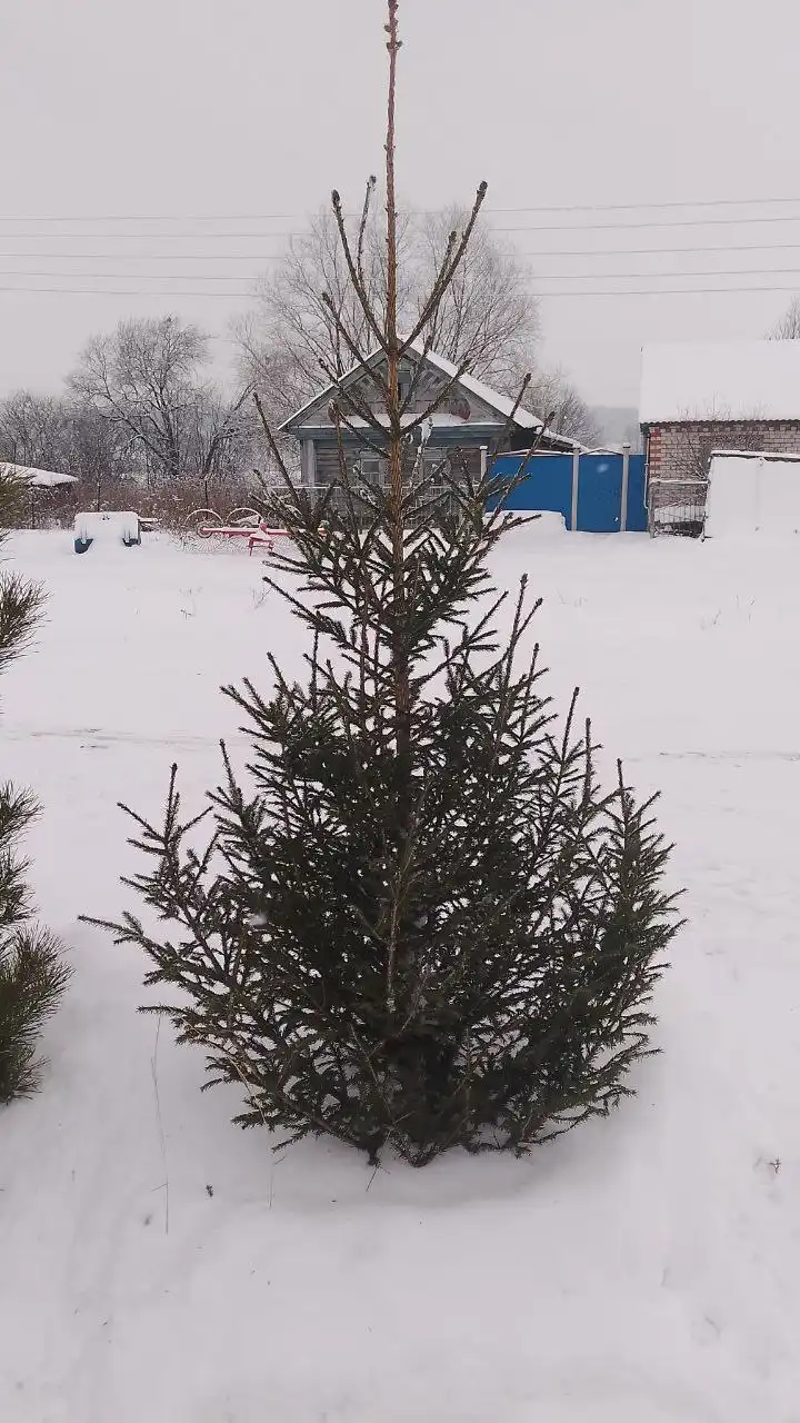 Ёлки пилим под заказ