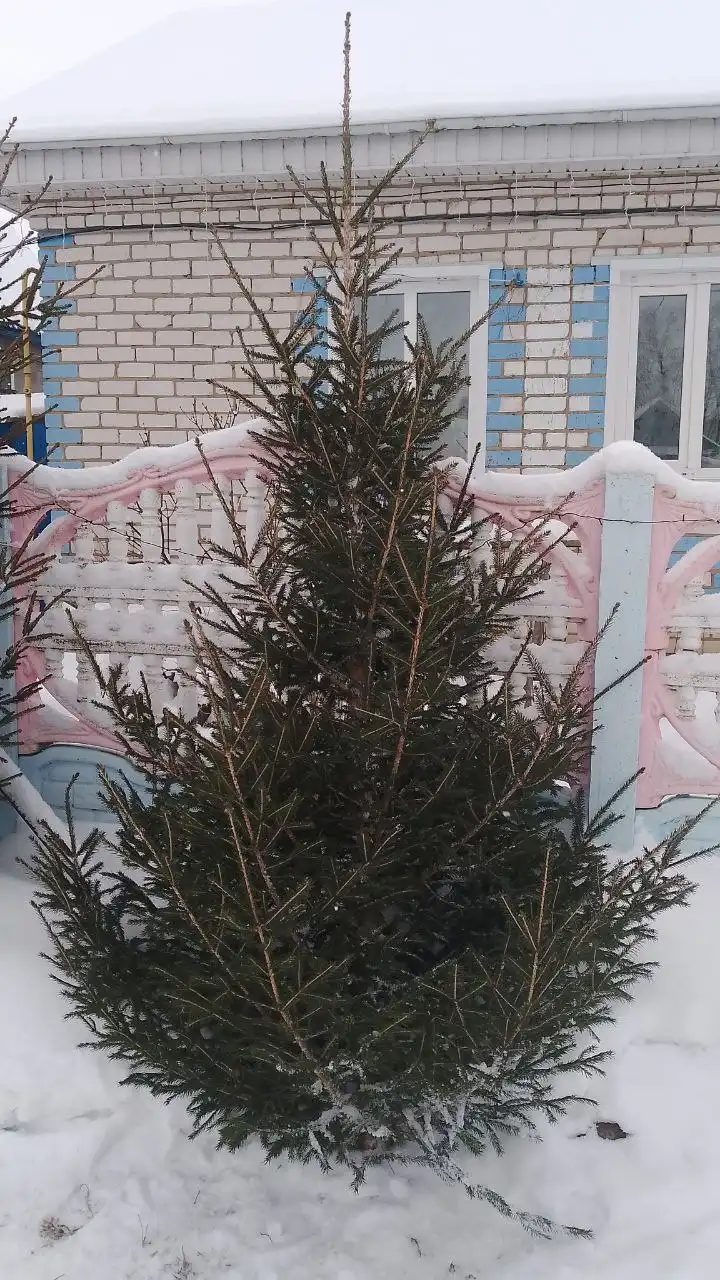 Ёлки пилим под заказ