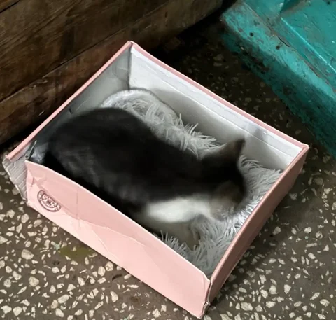 Котенок мальчик в добрые руки - Животные в Чебоксары