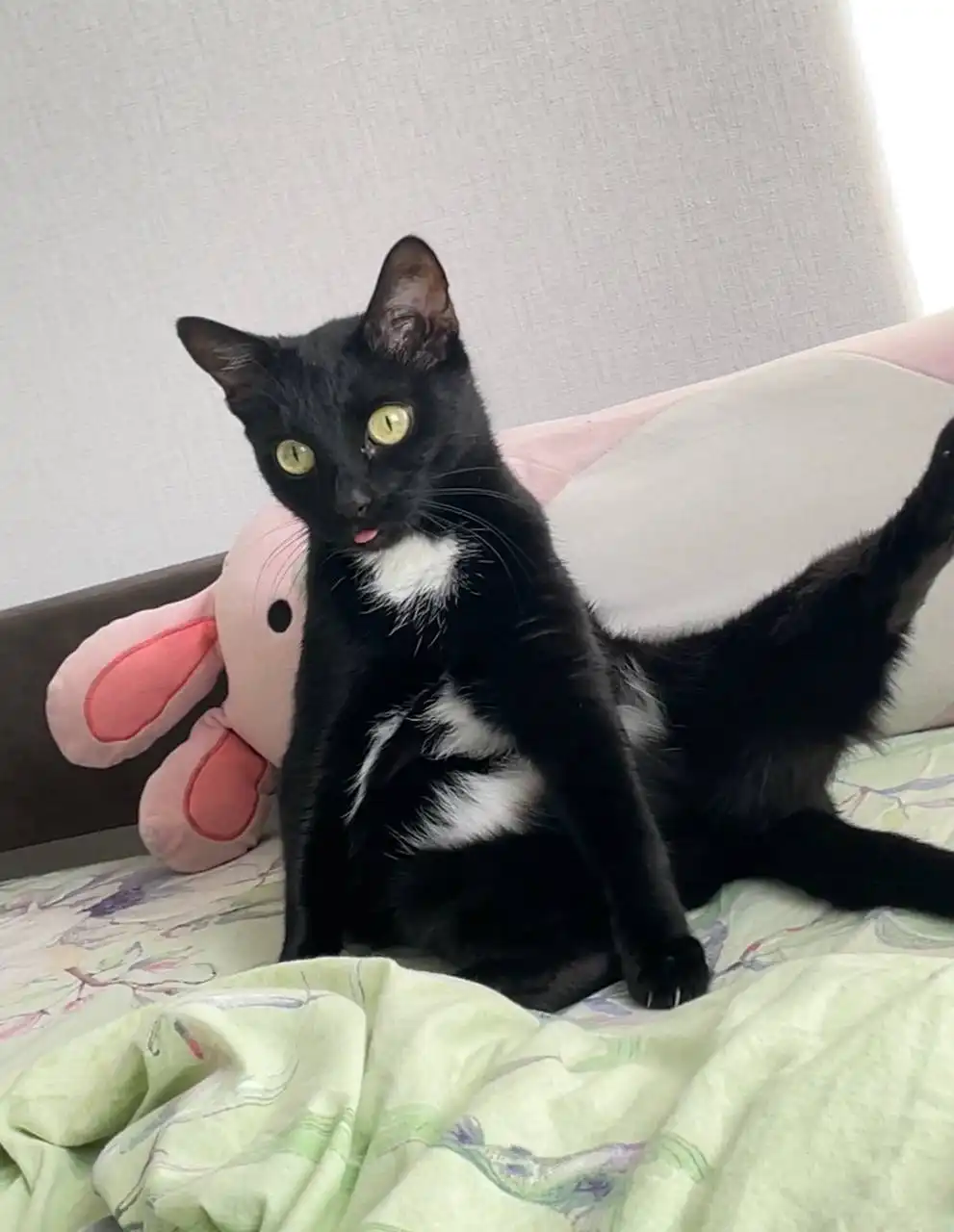 Кошка Муся в добрые руки