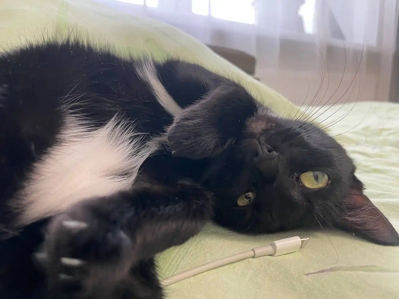 Кошка Муся в добрые руки