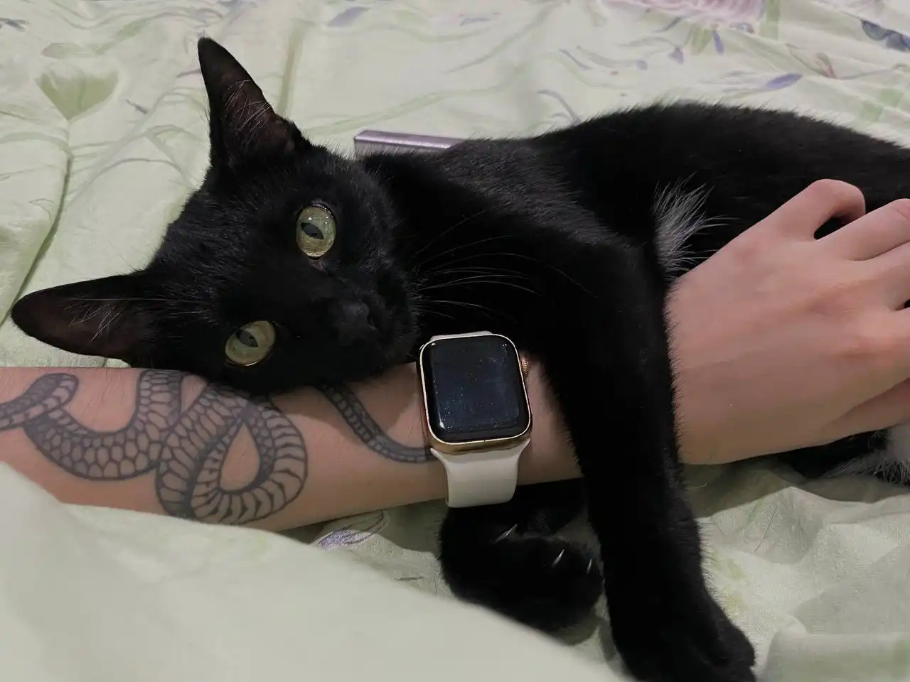 Кошка Муся в добрые руки