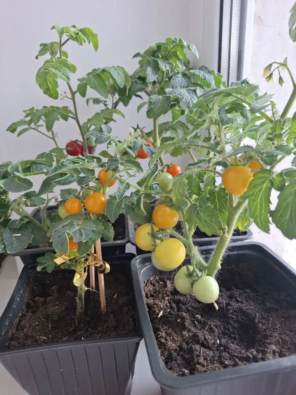 Продажа томатов черри в горшках