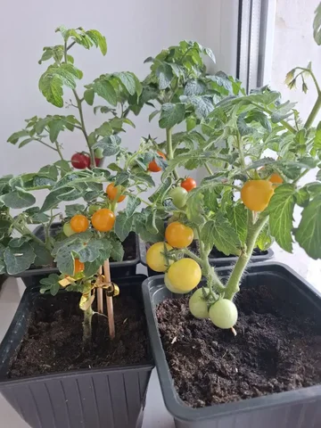 Продажа томатов черри в горшках - Барахолка в Чебоксары