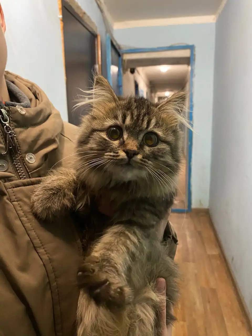 Котенок в дар в Чебоксарах - Кошки (Животные) в Чебоксары