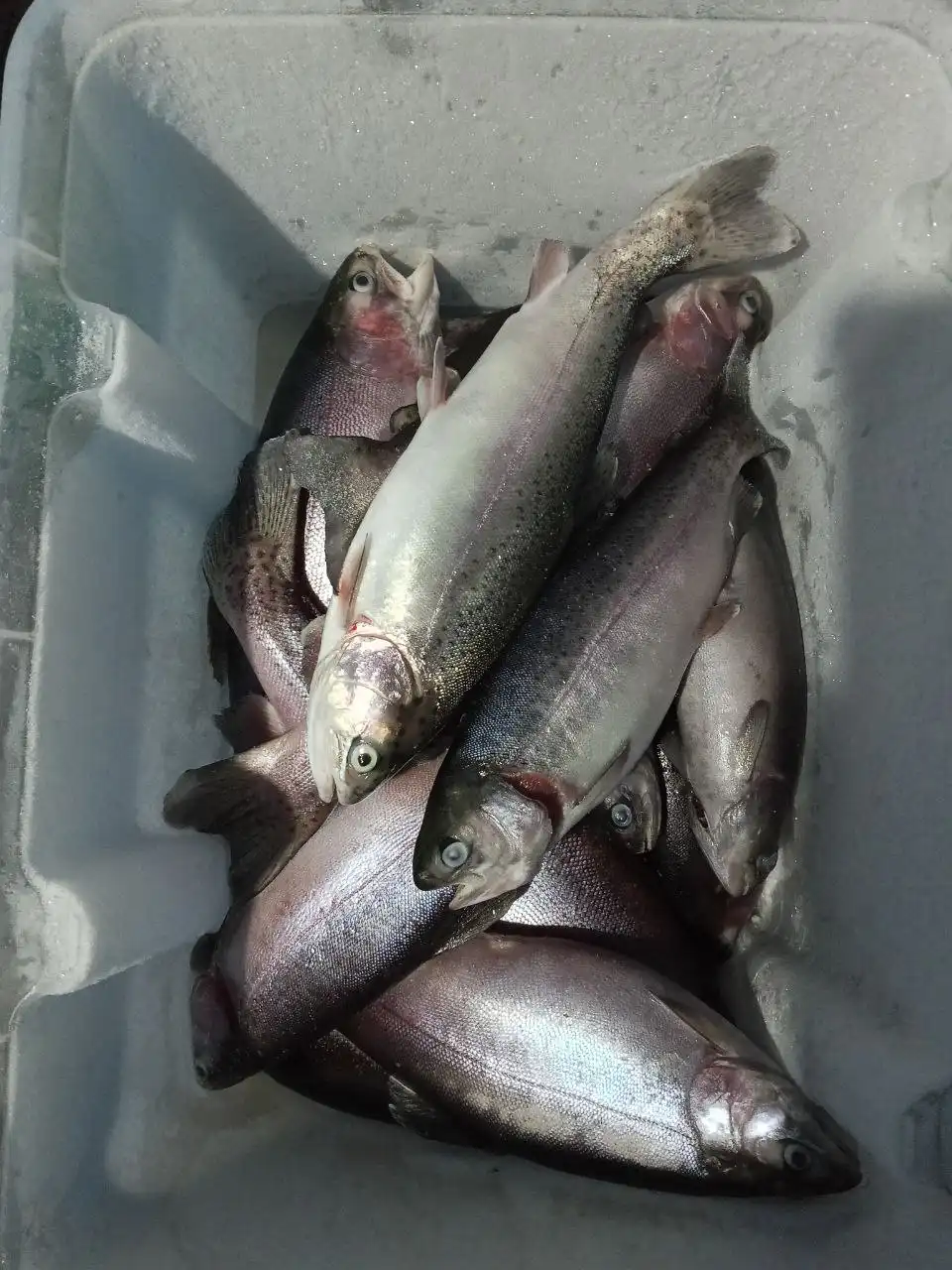 Продажа свежемороженой и слабосоленой форели в Чебоксарах - Барахолка в Чебоксары